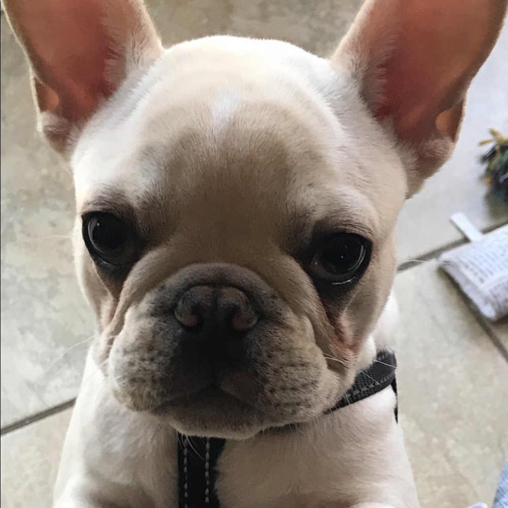 Meet your Posher, Olivia